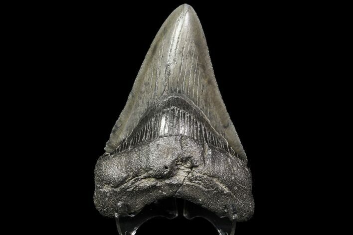 Large, Fossil Megalodon Tooth - Georgia #76459